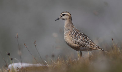 Eurasian Doterel