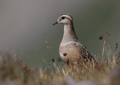 Eurasian Doterel