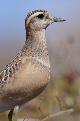 Eurasian Doterel