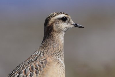 Eurasian Doterel