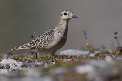 Eurasian Doterel