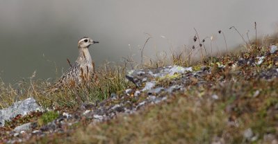 Eurasian Doterel