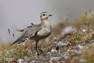 Eurasian Doterel