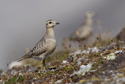 Eurasian Doterel