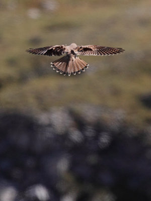 Common Kestrel, female