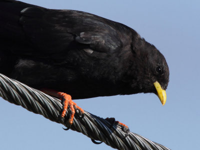 Alpine Chough