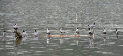 Whiskered and Black Tern