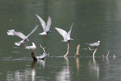 Whiskered Tern