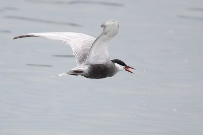 Whiskered Tern