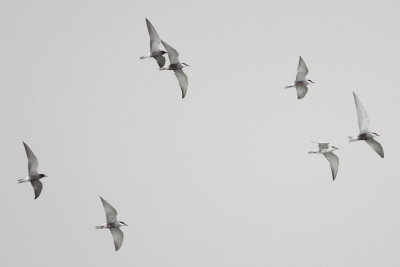 Whiskered and Black Tern