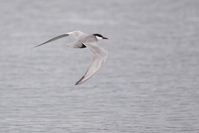 Whiskered Tern