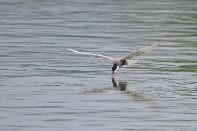 Whiskered Tern