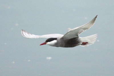Whiskered Tern