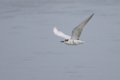 Whiskered Tern