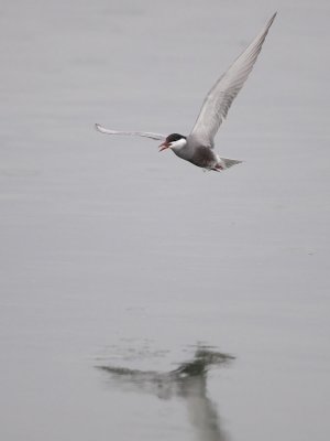 Whiskered Tern