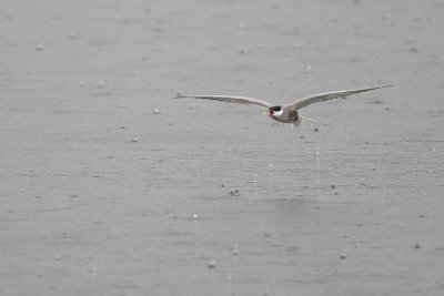 Whiskered Tern