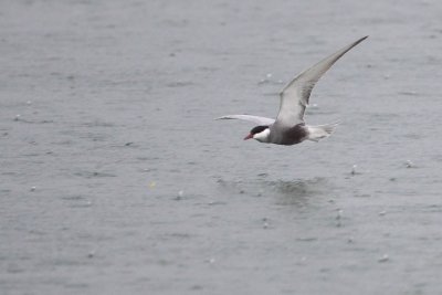 Whiskered Tern