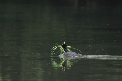 Coot