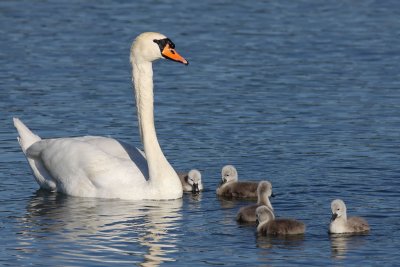 Mute Swan