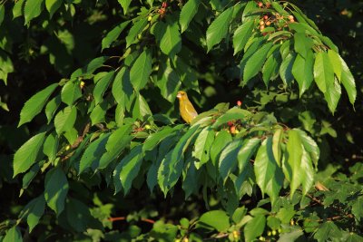 European Greenfinch