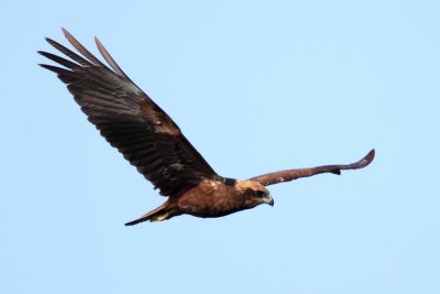 Marsh Harrier, immature