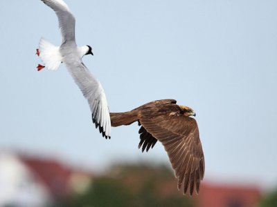 Marsh Harrier, immature