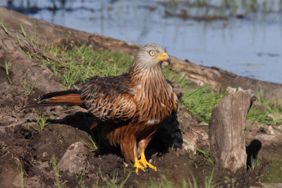 Red Kite, with mole cricket