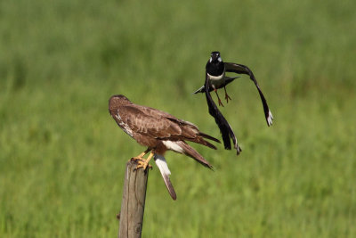 Northern Lapwing