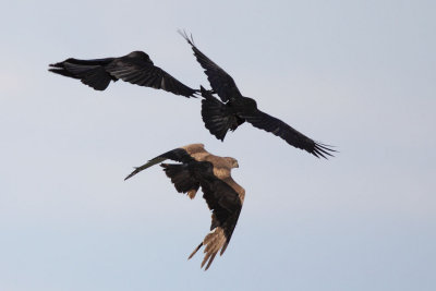 Crow attacking a buzzard