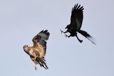 Crow attacking a buzzard