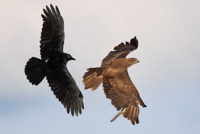 Common Buzzard - Attacked