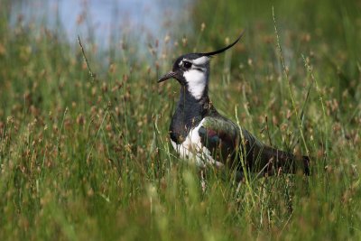 Northern Lapwing