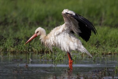 White Stork