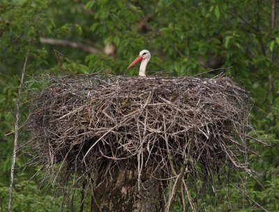 White Stork