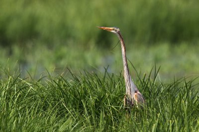 Purple Heron