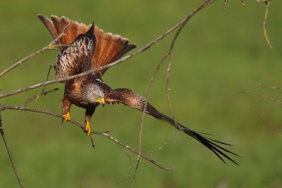Red Kite