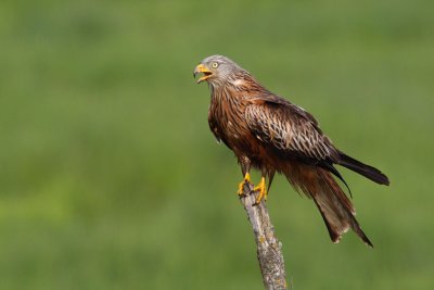 Red Kite
