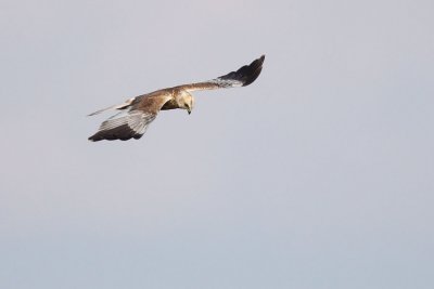 Marsh Harrier, male