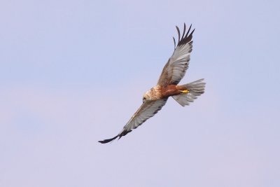 Marsh Harrier, male