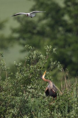 Purple Heron