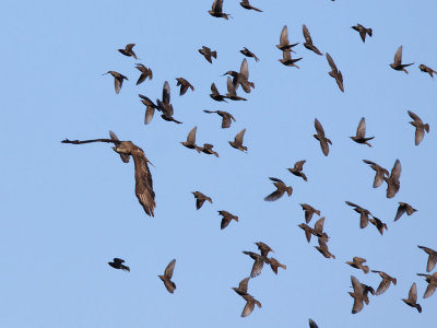 Common Starling - Flock