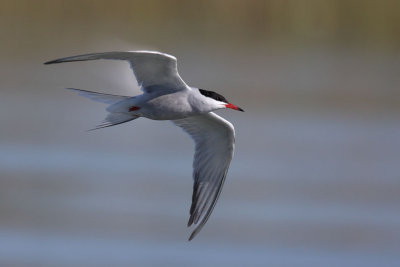 Common Tern