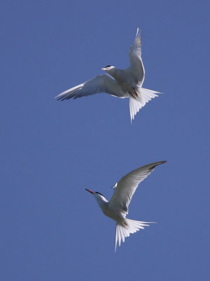 Common Tern