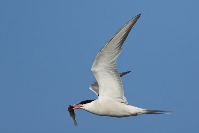 Common Tern