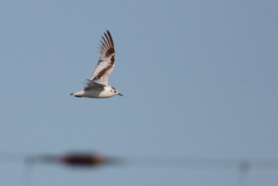 Little gull, 1Y