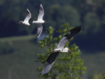 Black-headed gull