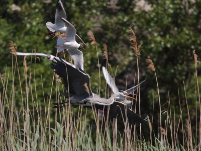 Black-headed gull