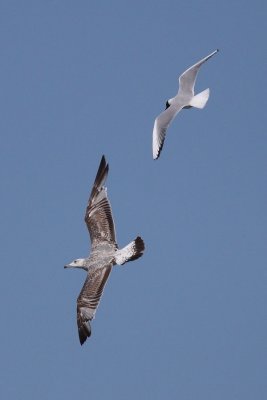 Black-headed gull