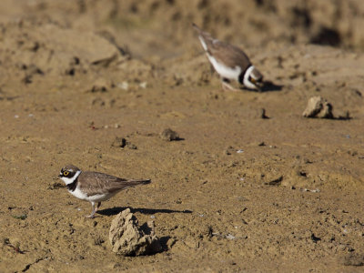 Little Ringed Plover