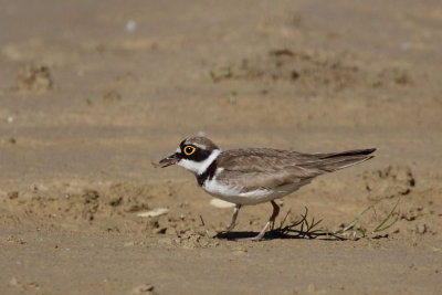 Little Ringed Plover